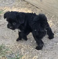 Bert, a male Poodle - Toy  for sale in Grand Saline, TX – 5 of 9