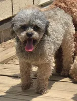 Oscar, a male Poodle - Toy  for sale in Grand Saline, TX – Photo 7 of 9