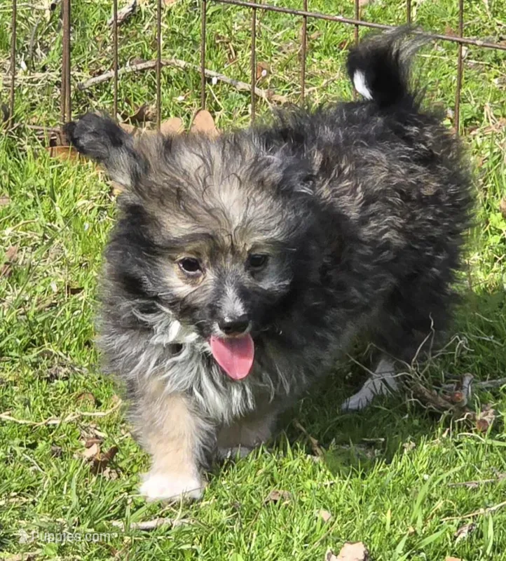 Oscar, a male Poodle - Toy  for sale in Grand Saline, TX – Photo 1 of 9