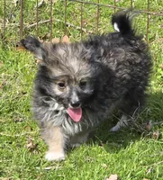 Oscar, a male Poodle - Toy  for sale in Grand Saline, TX – Photo 1 of 9