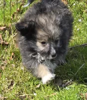 Oscar, a male Poodle - Toy  for sale in Grand Saline, TX – Photo 5 of 9