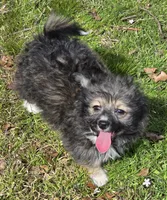 Oscar, a male Poodle - Toy  for sale in Grand Saline, TX – Photo 9 of 9