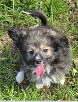 Oscar, a male Poodle - Toy  for sale in Grand Saline, TX – Photo 2 of 9