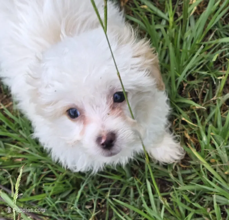 Bowie – Poodle - Toy  puppy for sale in Grand Saline, TX