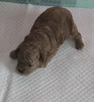 Mr Bojangels , a male Poodle - Toy  for sale in Grand Saline, TX – 3 of 7