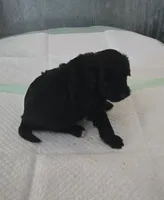 Bert, a male Poodle - Toy  for sale in Grand Saline, TX – 4 of 6