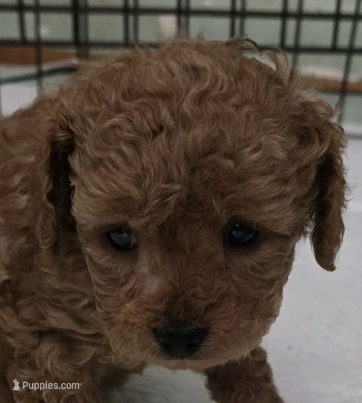 Molly – Poodle - Toy  puppy for sale in Grand Saline, TX