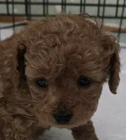 Molly, a female Poodle - Toy  for sale in Grand Saline, TX – 1 of 8