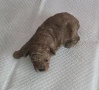 Mr Bojangels , a male Poodle - Toy  for sale in Grand Saline, TX – 4 of 7
