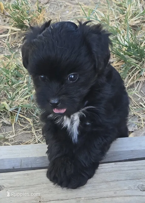 Bert – Poodle - Toy  puppy for sale in Grand Saline, TX