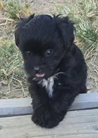 Bert, a male Poodle - Toy  for sale in Grand Saline, TX – 1 of 9