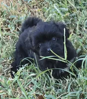 Bert, a male Poodle - Toy  for sale in Grand Saline, TX – 2 of 9