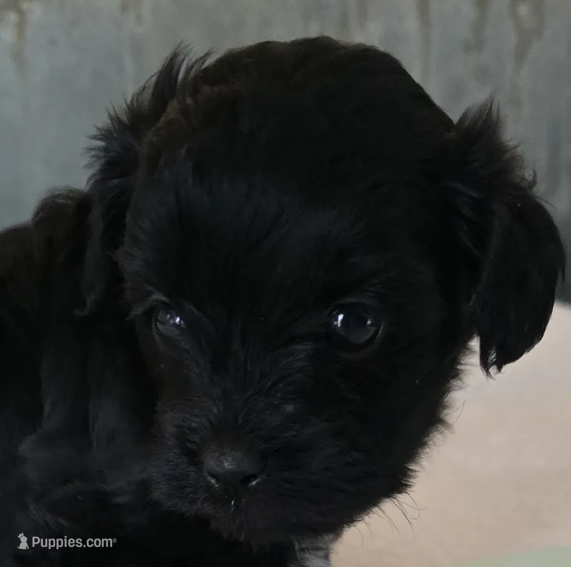 Bert – Poodle - Toy  puppy for sale in Grand Saline, TX