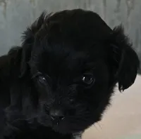 Bert, a male Poodle - Toy  for sale in Grand Saline, TX – 1 of 6