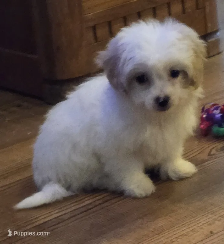 Bowie – Poodle - Toy  puppy for sale in Grand Saline, TX
