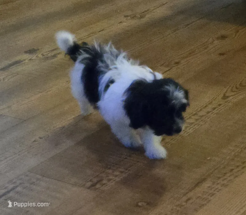 Bubbles , a female Poodle - Toy  for sale in Grand Saline, TX – 1 of 5