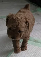Molly, a female Poodle - Toy  for sale in Grand Saline, TX – 5 of 8