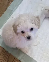 Snow, a male Poodle - Toy  for sale in Grand Saline, TX – Photo 8 of 10