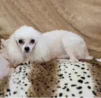 Snow, a male Poodle - Toy  for sale in Grand Saline, TX – Photo 9 of 10