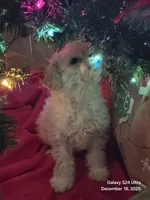 Snow, a male Poodle - Toy  for sale in Grand Saline, TX – Photo 3 of 10