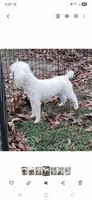 Snow, a male Poodle - Toy  for sale in Grand Saline, TX – Photo 10 of 10
