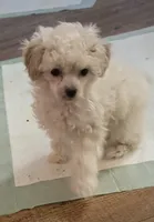 Snow, a male Poodle - Toy  for sale in Grand Saline, TX – Photo 7 of 10