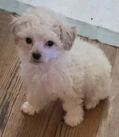 Snow, a male Poodle - Toy  for sale in Grand Saline, TX – Photo 6 of 10