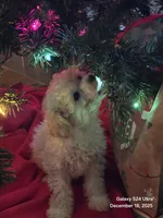 Snow, a male Poodle - Toy  for sale in Grand Saline, TX – Photo 1 of 10