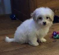 Bowie, a male Poodle - Toy  for sale in Grand Saline, TX – 2 of 10