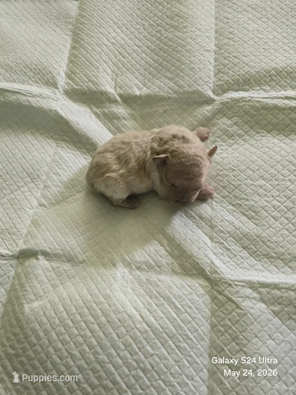 Cashmere  – Poodle - Toy  puppy for sale in Grand Saline, TX
