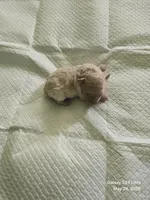 Cashmere , a female Poodle - Toy  for sale in Grand Saline, TX – 1 of 6