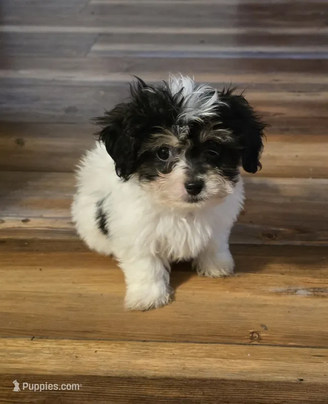 Banjo – Poodle - Toy  puppy for sale in Grand Saline, TX