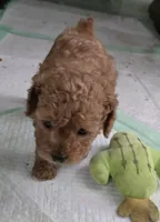 Molly, a female Poodle - Toy  for sale in Grand Saline, TX – 4 of 8