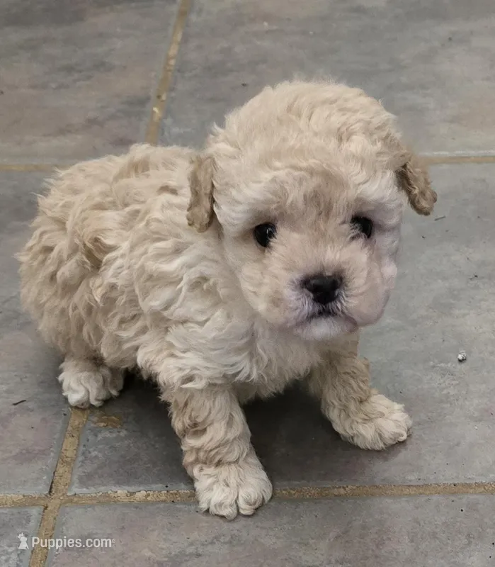 Cashmere  – Poodle - Toy  puppy for sale in Grand Saline, TX
