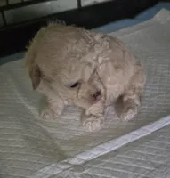 Cashmere , a male Poodle - Toy  for sale in Grand Saline, TX – Photo 5 of 10