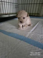 Cashmere , a male Poodle - Toy  for sale in Grand Saline, TX – Photo 9 of 10