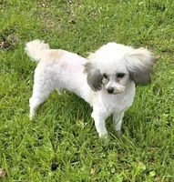 Cashmere , a male Poodle - Toy  for sale in Grand Saline, TX – Photo 10 of 10