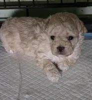 Cashmere , a male Poodle - Toy  for sale in Grand Saline, TX – Photo 1 of 10
