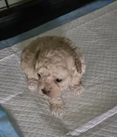 Cashmere , a male Poodle - Toy  for sale in Grand Saline, TX – Photo 3 of 10