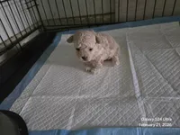 Cashmere , a male Poodle - Toy  for sale in Grand Saline, TX – Photo 6 of 10