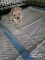 Cashmere , a male Poodle - Toy  for sale in Grand Saline, TX – Photo 7 of 10