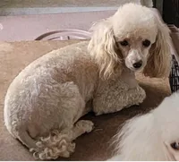 Cashmere , a male Poodle - Toy  for sale in Grand Saline, TX – Photo 8 of 10
