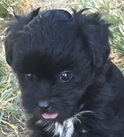Bert, a male Poodle - Toy  for sale in Grand Saline, TX – 9 of 9