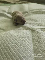 Cashmere , a female Poodle - Toy  for sale in Grand Saline, TX – 2 of 6