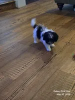Bubbles , a female Poodle - Toy  for sale in Grand Saline, TX – 3 of 5