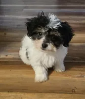 Banjo, a male Poodle - Toy  for sale in Grand Saline, TX – 3 of 10