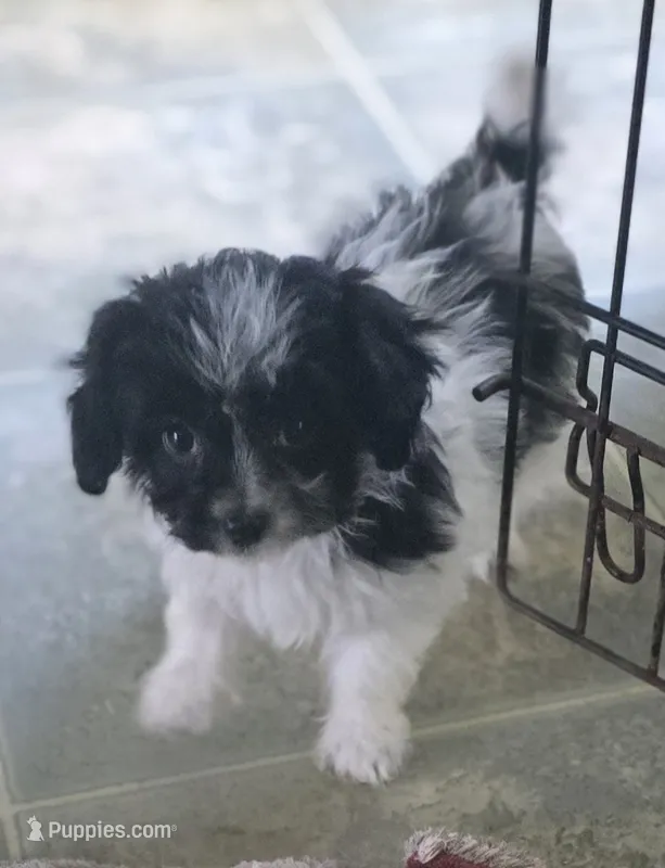 Bubbles  – Poodle - Toy  puppy for sale in Grand Saline, TX