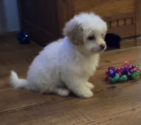 Bowie, a male Poodle - Toy  for sale in Grand Saline, TX – 5 of 10
