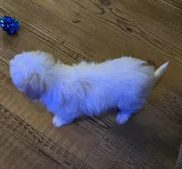 Bowie, a male Poodle - Toy  for sale in Grand Saline, TX – 3 of 10