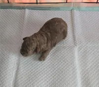 Mr Bojangels , a male Poodle - Toy  for sale in Grand Saline, TX – 5 of 7